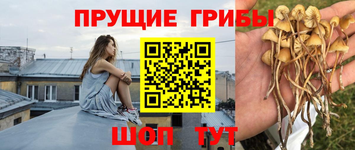 Псилоцибиновые грибы Cubensis  Вход с VPN  Псилоцибиновые грибы мухоморы  Джанкой 